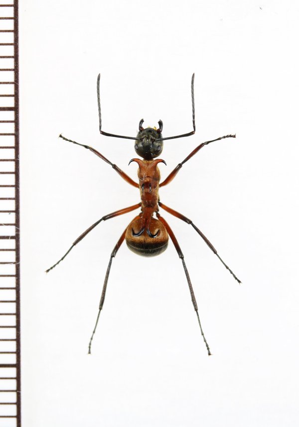 画像1: アリの一種　Formicidae species　♀   ベトナム中部