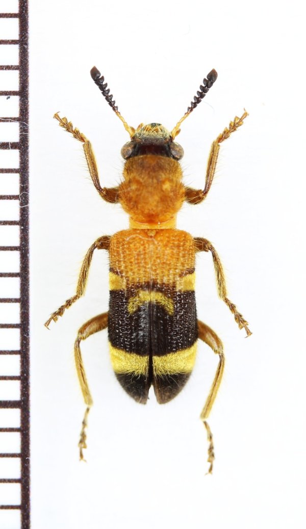 画像1: アリバチ擬態のカッコウムシの一種 　Tillicera sp.　ベトナム北東部