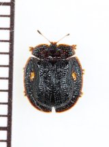 カメノコハムシの一種　Cassidinae species　ベトナム中部