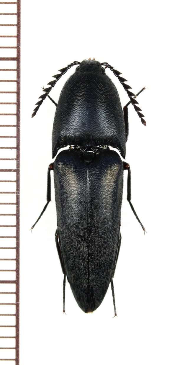 画像1: サキシマクロナガコメツキ　♂　石垣島