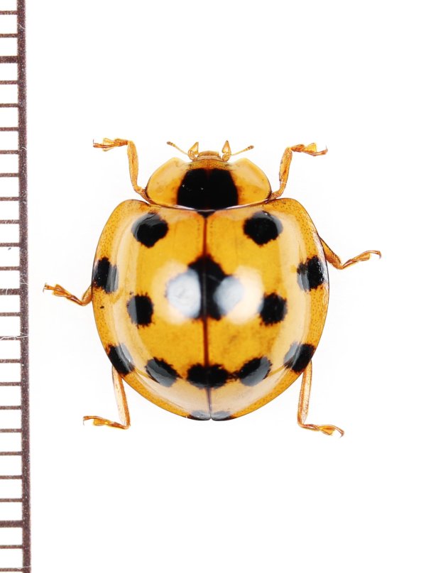 画像1: テントウムシの一種　Synonycha grandis　 ベトナム北中部