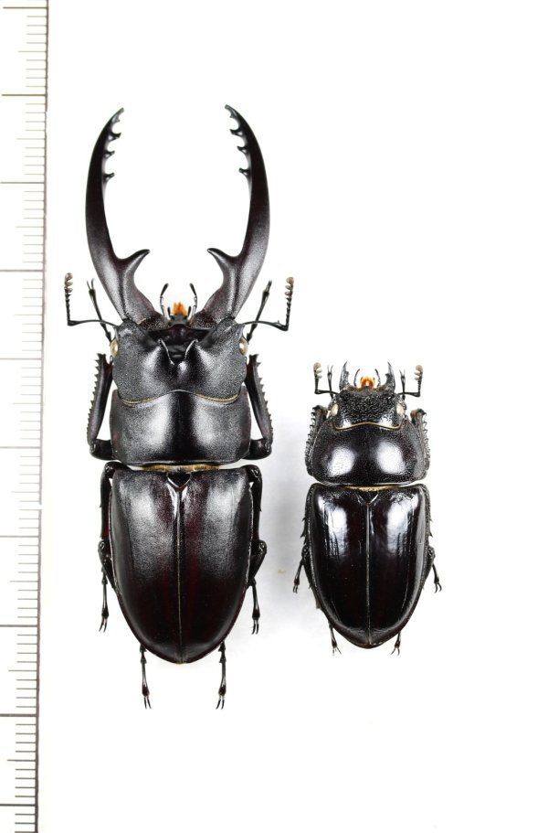 画像1: アスタコイデスノコギリクワガタ  Prosopocoilus astacoides reni　大型ペア♂62.8mm♀31.5mm　中国海南省