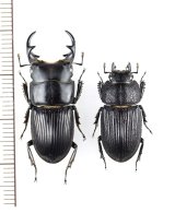 アマミネブトクワガタ　大型ペア　♂29.7mm♀22.3mm　奄美大島