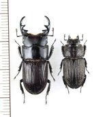 オキノエラブネブトクワガタ　大型ペア♂27.7mm♀19.1mm　沖永良部島