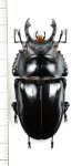 画像1: マキシムスマルバネクワガタ 　特大♂71.8mm　タイ (1)