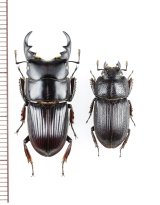 ヤエヤマネブトクワガタ　特大ペア　♂28.5mm♀19.8mm　石垣島