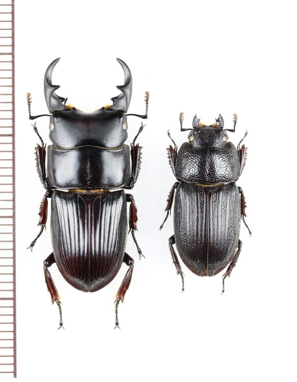 画像1: ヤエヤマネブトクワガタ　特大ペア　♂28.5mm♀19.8mm　石垣島