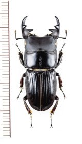アトリカラーネブトクワガタ　特大♂34mm　ベトナム北東部