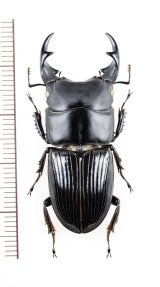 ネブトクワガタの一種　Aegus sp.　♂41mm　ベトナム北東部
