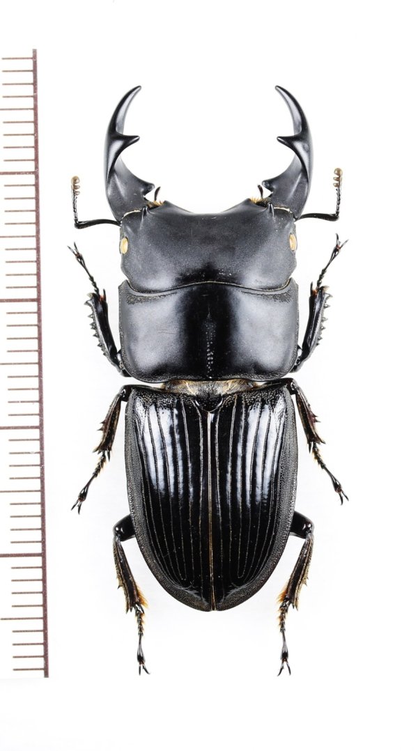 画像1: ネブトクワガタの一種　Aegus sp.　♂41mm　ベトナム北東部