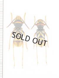 トラフカミキリ　ペア　埼玉県