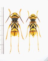トラフカミキリ　大型ペア♂24.5mm♀22.5mm　埼玉県