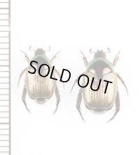 オキナワマメコガネ　ペア　伊江島