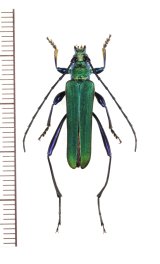 アオカミキリ　♂　山梨県