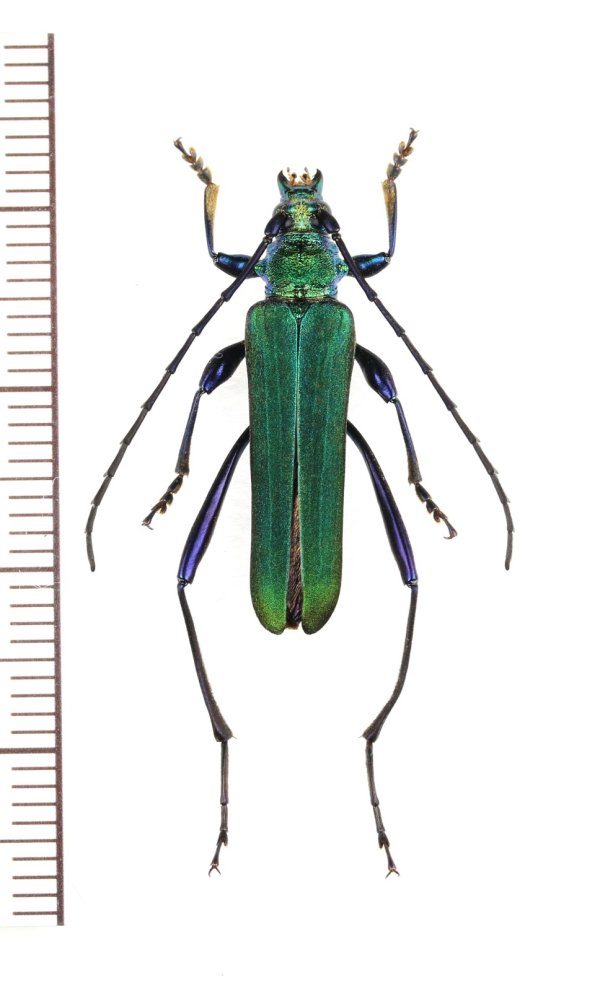 画像1: アオカミキリ　♂　山梨県
