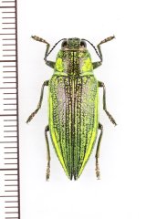 アオムネスジタマムシ　♀　石垣島