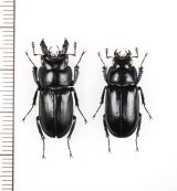 キュウシュウオニクワガタ　大型ペア♂23.4mm♀20.7mm　鹿児島県