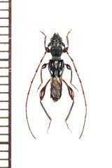 リュウキュウタケウチヒゲナガコバネカミキリ　♂ 　伊平屋島