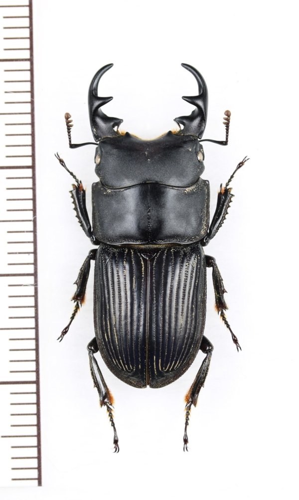 画像1: ネブトクワガタ　特大♂30.mm　宮崎県