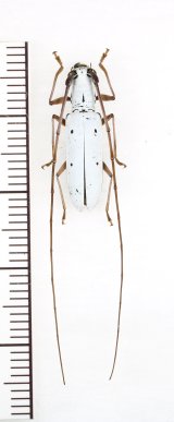 チョウセンシロカミキリ　♀　対馬