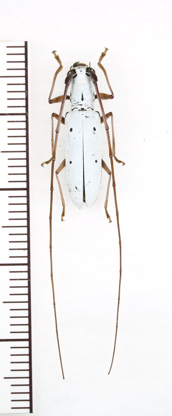 画像1: チョウセンシロカミキリ　♀　対馬