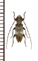 シロオビチビカミキリ　♂　対馬