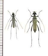 アオバホソハナカミキリ　ペア　対馬