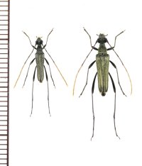 アオバホソハナカミキリ　ペア　対馬