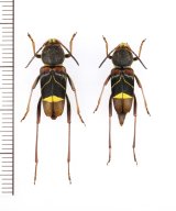 ヤノトラカミキリ　ペア　対馬