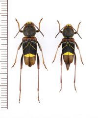 ヤノトラカミキリ　ペア　対馬