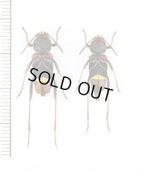 ヤノトラカミキリ　ペア　対馬