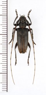 ハチジョウビロウドカミキリ　♂　八丈島