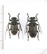 ハラアカコブカミキリ　ペア　対馬