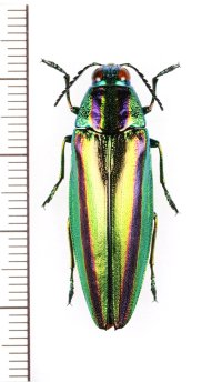 ツシマルリタマムシ　♀　対馬