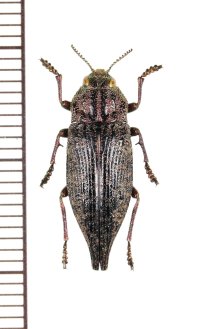 フタオタマムシ　ユーラシア東部亜種　♂　北海道