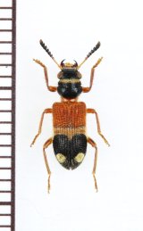 アリバチ擬態のカッコウムシの一種 　Tillicera sp.　ベトナム北東部