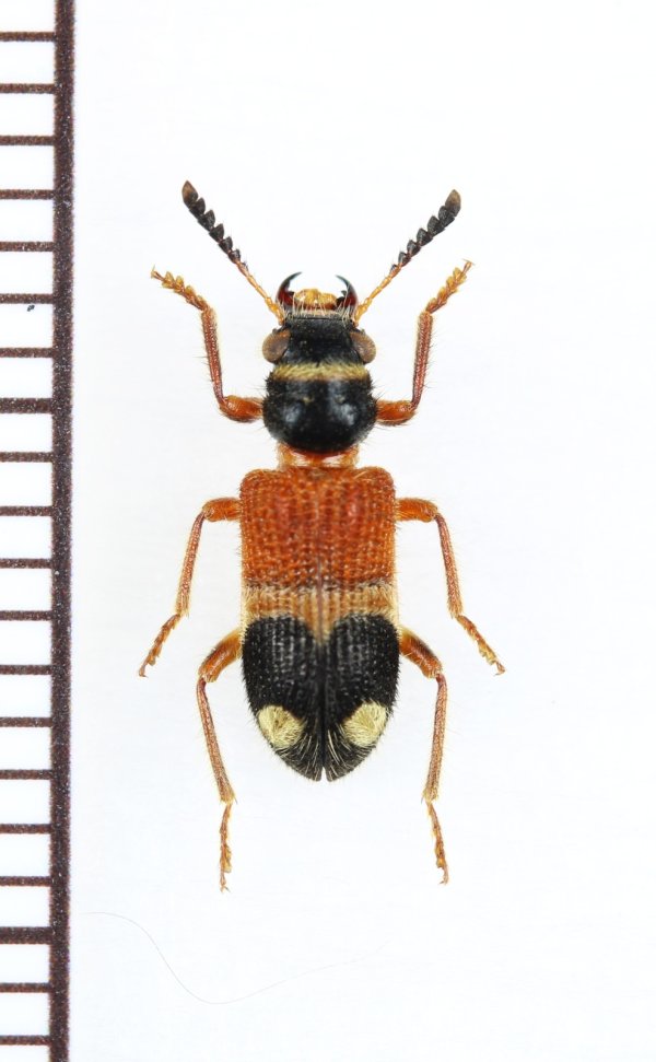画像1: アリバチ擬態のカッコウムシの一種 　Tillicera sp.　ベトナム北東部