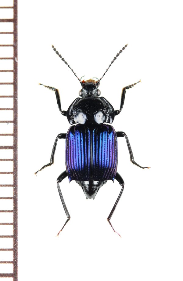 画像1: オサシデムシモドキの一種　Apatetica sp.　マレーシア（ボルネオ島）