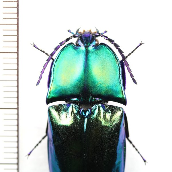 画像2: コメツキムシの一種　Campsosternus cyaniventris　マレーシア（ボルネオ島）