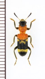 アリバチ擬態のカッコウムシの一種 　Tillicera sp.　ベトナム北東部