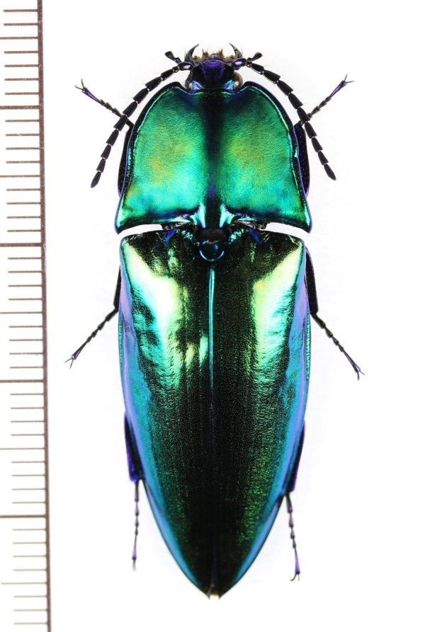 画像1: コメツキムシの一種　Campsosternus cyaniventris　マレーシア（ボルネオ島）