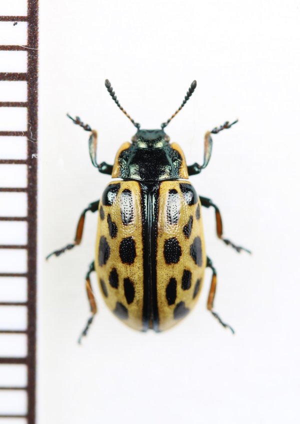 画像1: ハムシの一種　Chrysomela vigintipunctata　ウクライナ