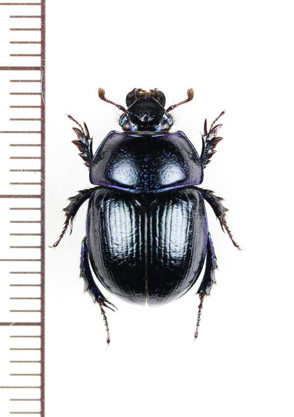 画像1: センチコガネの一種　Anoplotrupes stercorosus　ウクライナ