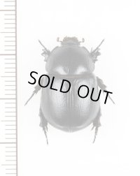 カブトムシの一種　Pentodon idiota　ウクライナ