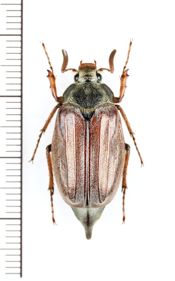 画像1: コフキコガネの一種　Melolontha melolontha　♂　ウクライナ