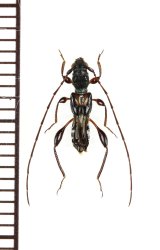 タケウチヒゲナガコバネカミキリ　♂　対馬