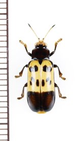 ハムシの一種　Chelobasis sp.　ペルー