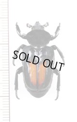オバケアリノスハナムグリ　Cyclidius elongatus　ペルー