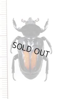 オバケアリノスハナムグリ　Cyclidius elongatus　ペルー