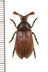 クシヒゲムシの一種　Rhipiceridae species　♂　ペルー